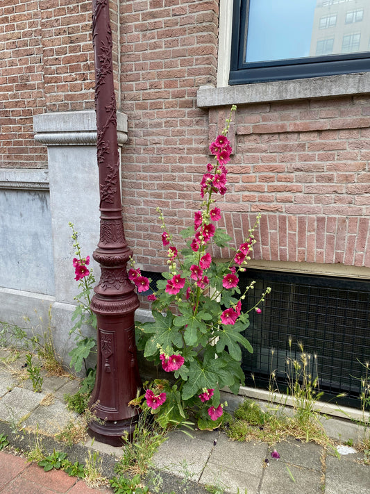 Hollyhocks from Amsterdam are special